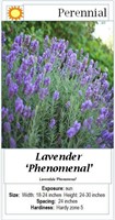 4- PERENNIAL LAVENDER BLUE FRAGRANT