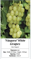 4- GRAPE VINE NIAGARA WHITE