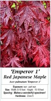 EMPEROR 1 RED JAPANESE MAPLE