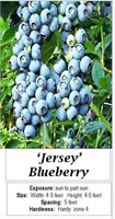 4- BLUEBERRY JERSEY