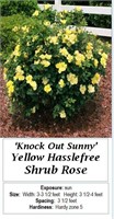 2- ROSE KNOCKOUT SUNNY YELLOW