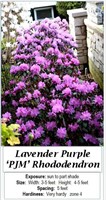 2- RHODODENDRON PURPLE DWARF