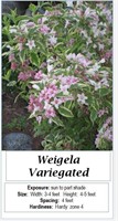 4- WEIGELA VARIEGATED