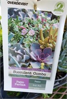 5- PERENNIAL SUCCULENT COMBO POT