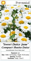 3- PERENNIAL SHASTA DAISY WHITE COMPACT