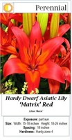 6- PERENNIAL LILY RED DWARF