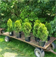 10- ARBORVITAE EMERALD GREEN