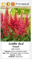 3- PERENNIAL ASTILBE RED PLUME FLOWER