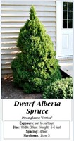 2- DWARF ALBERTA SPRUCE