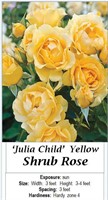 2- ROSE YELLOW JULIA CHILD