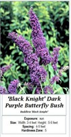 3- BUTTERFLY BUSH DARK PURPLE