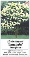 2- SUN HYDRANGEA TREE LIMELIGHT