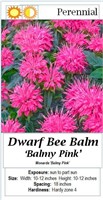 4- PERENNIAL BEE BALM PINK DWARF