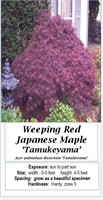 WEEPING RED JAPANESE MAPLE
