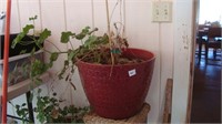 Lg Flower Pot w/Plant
