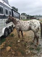 COCO 14 YEAR OLD TRAIL HORSE