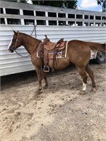 ROCK-2010  CHESTNUT GELDING