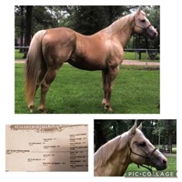 AQHA JET N GO FRENCHMEN