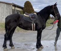 9 YEAR OLD FRIESIAN/ PERCHERON