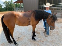 CRICKET 5 YEAR OLD MARE PONY