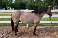 TASTY-GRULLA PONY * VIDEO