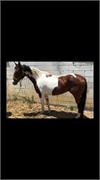 CARMEN-2011 BAY AND WHITE PAINT MARE