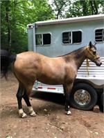 GINGER 9 YEAR OLD GAITED MARE