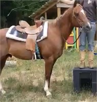 SORREL QUARTER HORSE GELDING*VIDEO