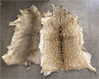 Deer Pelts, Lot of 2