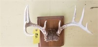 10-Point Antler Mount