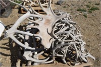 Pallet of Horns/Antlers