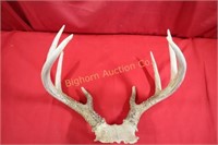 Deer Antlers 3x3 Approx. 15" wide