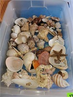 Tote of small shells 50+