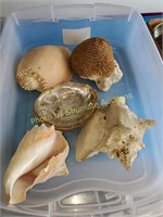 Tote of shells- Conch and others