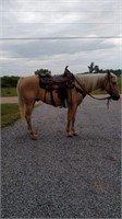 9 YEAR OLD PALOMINO GELDING