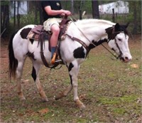 BANDIT 15 YEAR OLD PAINT GELDING *VIDEO*