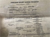 LIBERTY BELL-2016 REGISTERED FRIESIAN SPORT HORSE