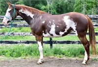 12 YEAR OLD PAINT MARE-VIDEO