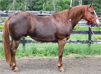 12 YEAR OLD PAINT PONY GELDING