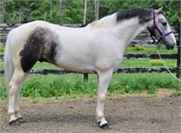 6 YEAR OLD PAINT PONY GELDING- VIDEO