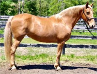 10 YEAR OLD TWH MARE-VIDEO