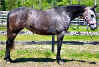 6 YEAR OLD ANDALUSIAN MARE-VIDEO