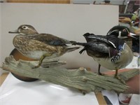 VINTAGE WOOD DUCK TAXIDERMY