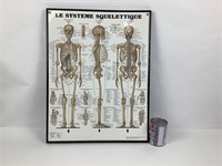 Cadre avec illustration du Système Squelettique