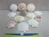 NICE LOT OF SCALLOP SHELLS AND MORE