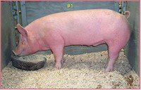 Market Pig - 300 lbs for butchering