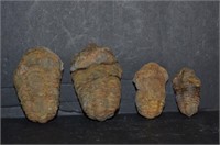 4 Fossilized Trilobites