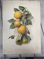 Vintage 'Zitronenzeig" Verlag von Jul. Hoffman