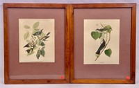 Pr. Bird prints - Kingbird, White-winged Crossbill