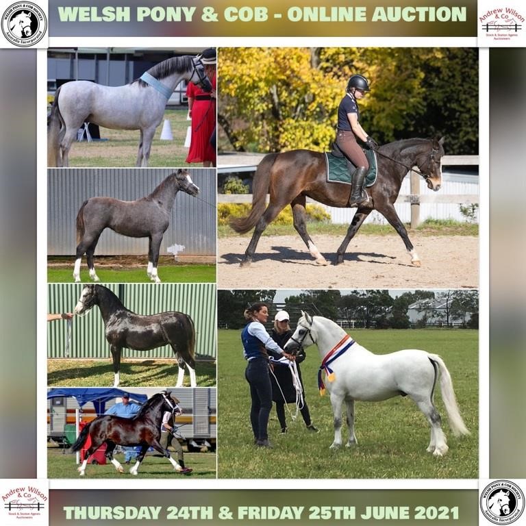  AWC SPECIAL EVENT: WPCSA WELSH PONY & COB - ONLINE AUCTION